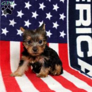 Dallas, Yorkie Puppy